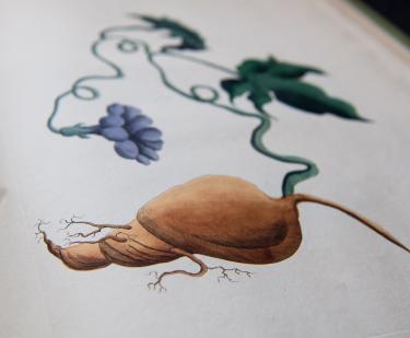 Detail of an engraved, hand colored full-page illustration shows a yam.