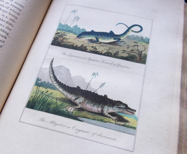 Engraved, hand colored illustration. Labels in English read [top] "The Leguana or Iguana Lizard of Guiana, [bottom] "The Alligator or Cayman of Surinam."