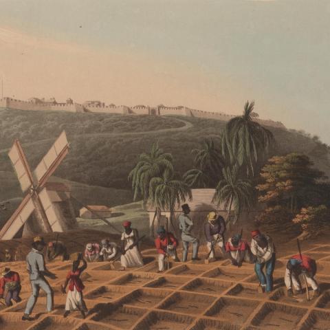scene of sugar cane planting