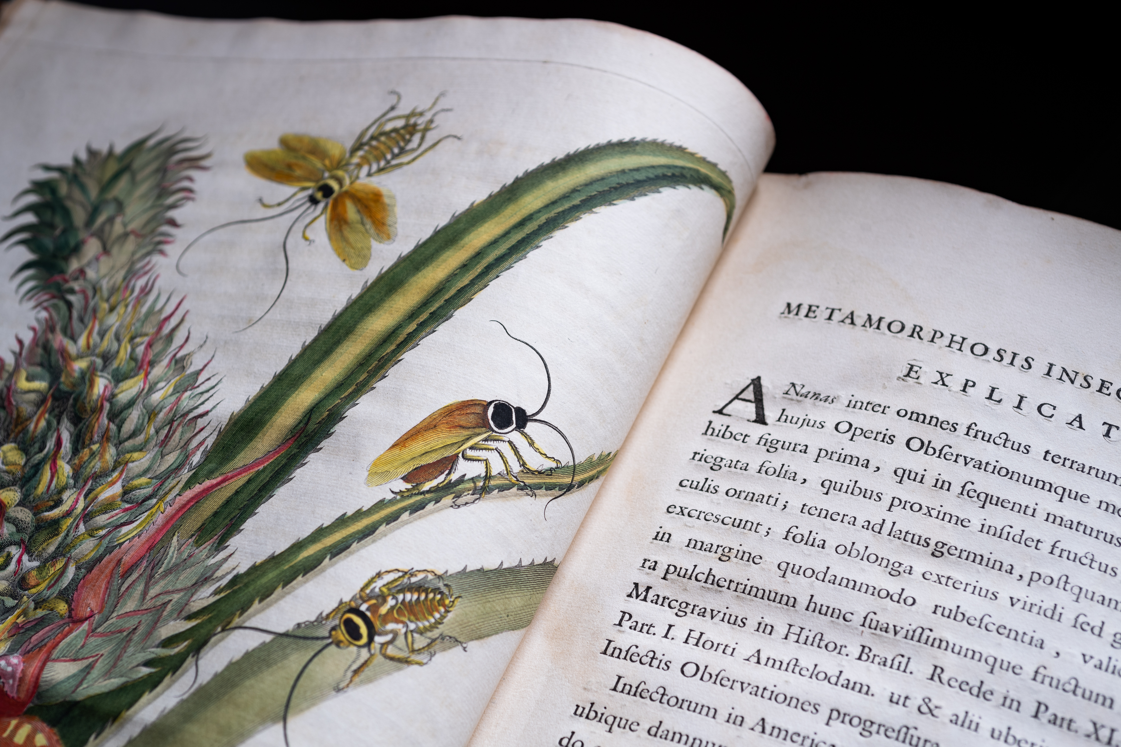 Detail of a printed book shows a full-page colored illustration of a plant with insects on it. On the opposite page, text in Latin is visible.