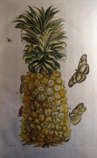 colored image of a pineapple and butterflies