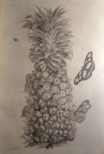 uncolored image of a pineapple and butterflies