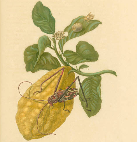Branch of a citrus tree showing fruit, along with a moth, insect laying eggs, egg case, and a harlequin beetle.