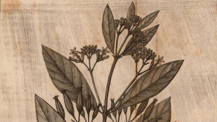 19th century illustration of chichona bark, quina, cascarilla, Jesuit's Bark plant