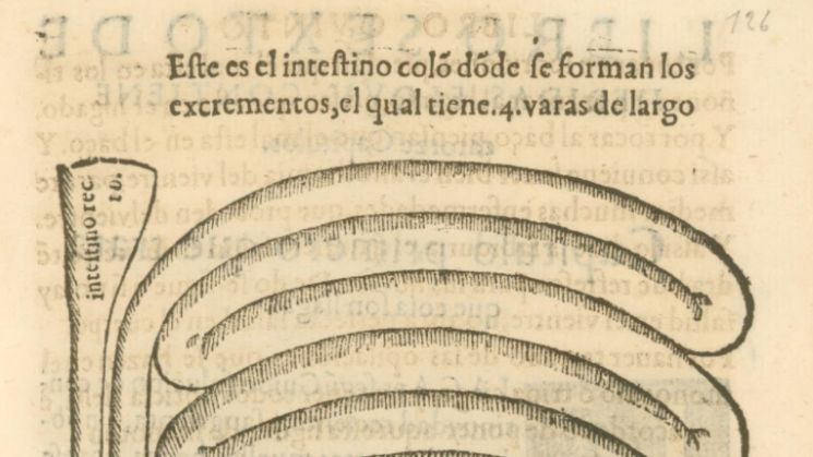 printed diagram in Spanish of human intestines