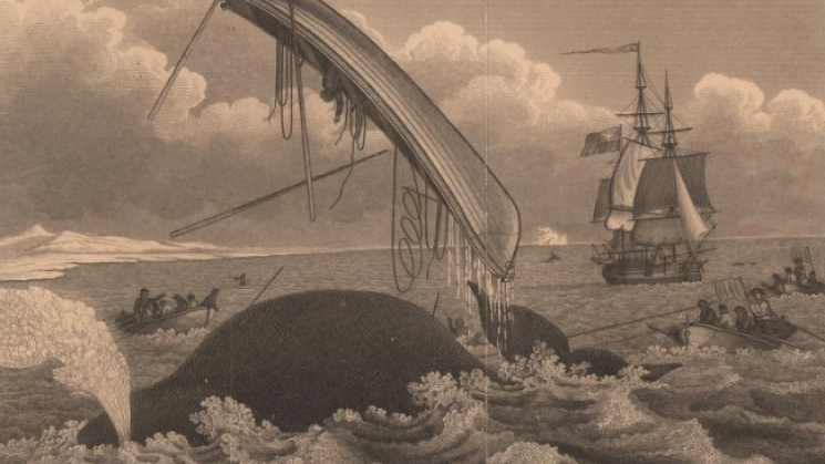 Engraving showing whale fishery