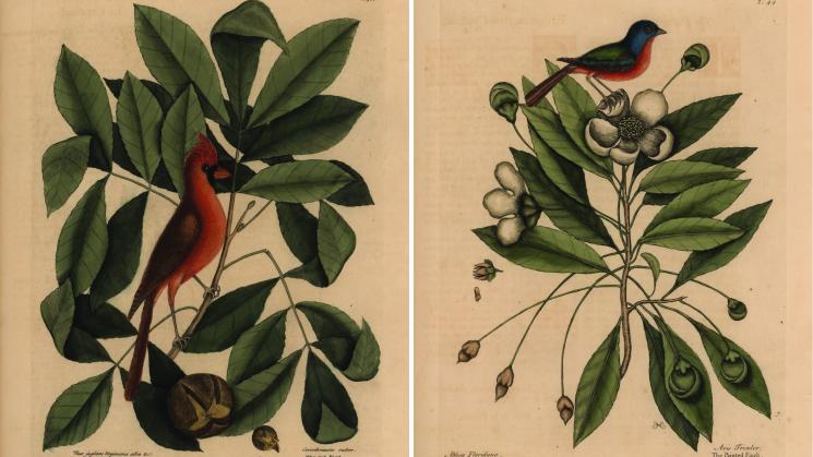 A print showing two birds