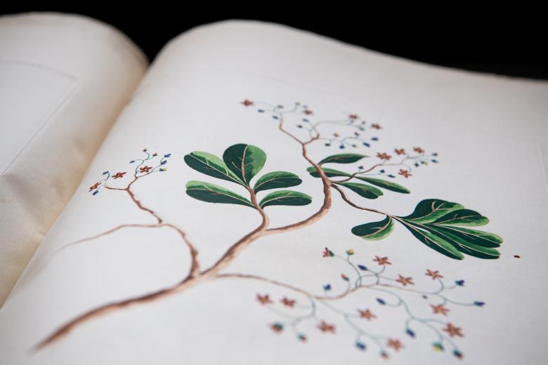 Detail of an engraved, hand colored full-page illustration shows a cinnamon plant.