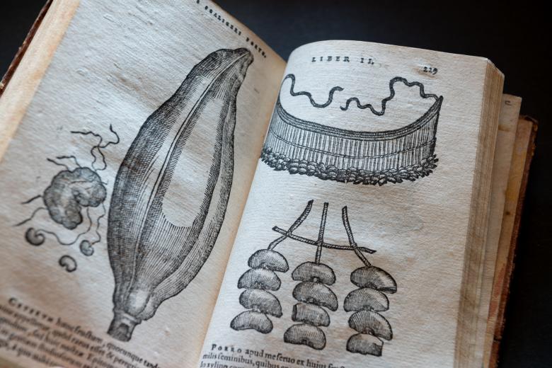 Detail of a printed book shows full-page illustrations of plants. Text in Latin also visible.