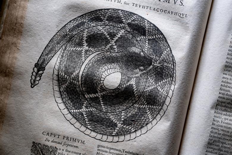 Printed text shows a large, coiled snake with some Latin text visible.