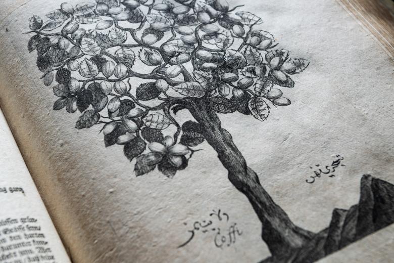 Detail of a printed text shows a large, leafy tree. Labels printed below.
