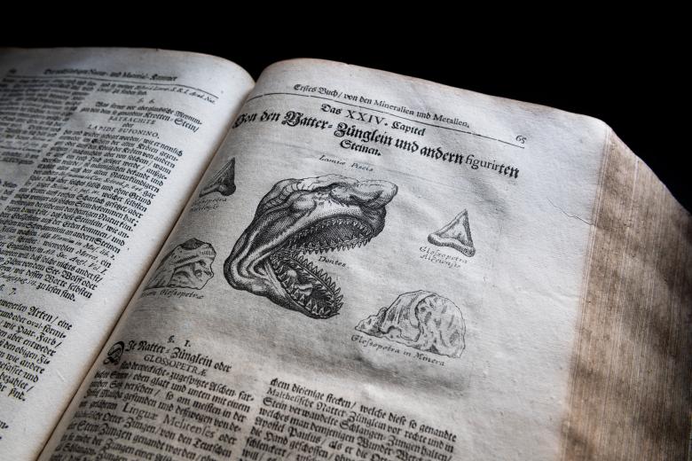 Detail of a printed text shows a shark's head, with particular focus on the teeth. Four other items labeled "glossopetra" with other German text below.