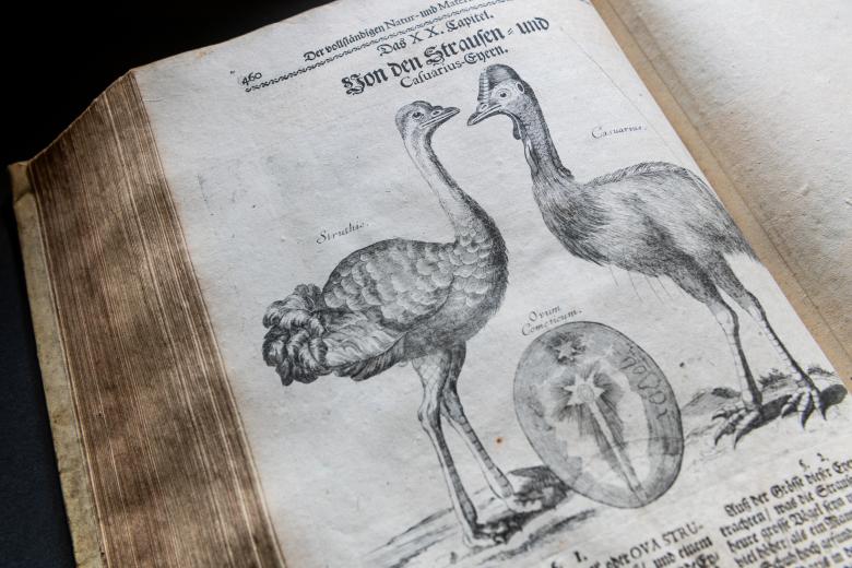 Printed text shows sketches of two large birds. A large egg and labels are also shown.