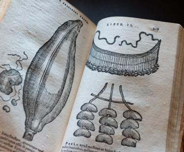Detail of a printed book shows full-page illustrations of plants. Text in Latin also visible.