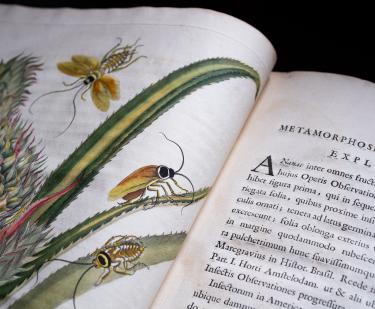 Detail of a printed book shows a full-page colored illustration of a plant with insects on it. On the opposite page, text in Latin is visible.