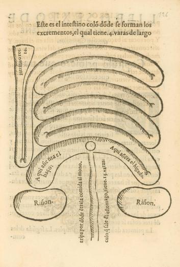 anatomical drawing of the human intestinal tract and showing the kidneys, liver and spleen