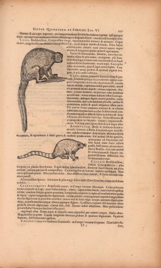 printed text in Latin with images of two kinds of marmosets