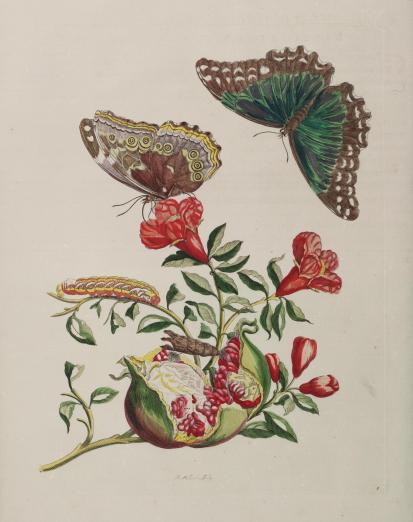 Pomegranate tree with fruit and insects