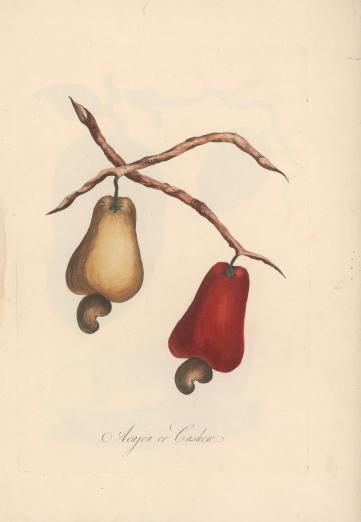 hand-colored engravings of cashews