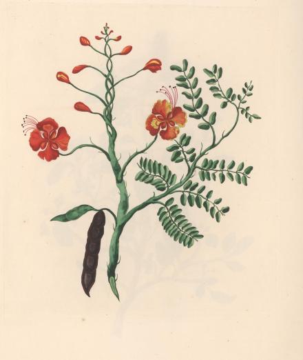 hand colored engraving of a prickly tropical shrub