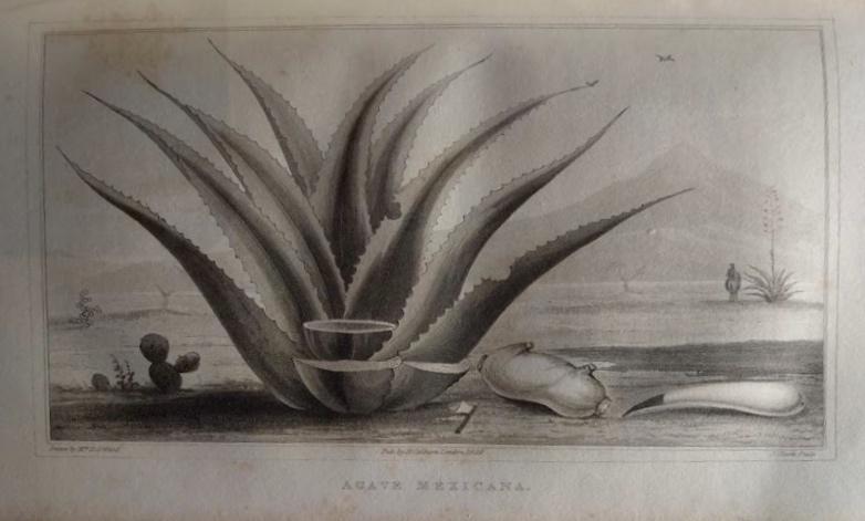 Emily Ward’s illustration of the Agave Americana