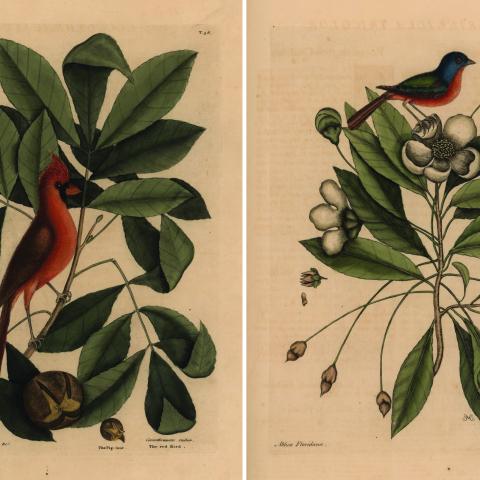 A print showing two birds