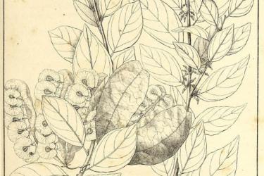 19th century botanical guide by auguste de saint-hilaire