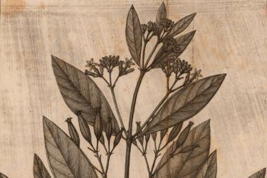 19th century illustration of chichona bark, quina, cascarilla, Jesuit's Bark plant