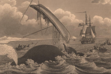 Engraving showing whale fishery